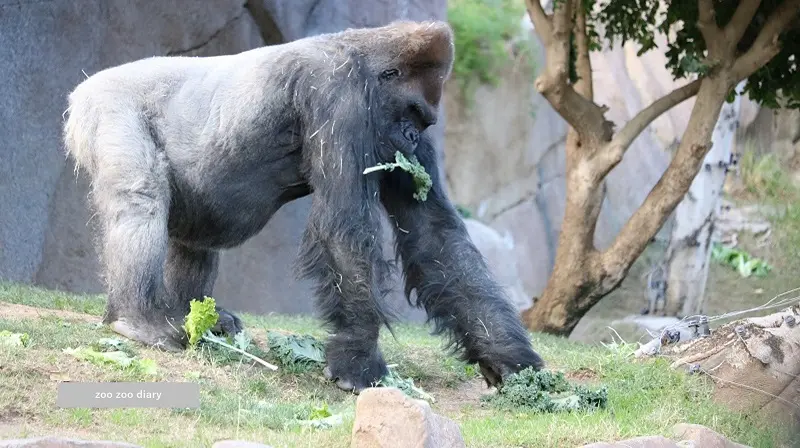 サンディエゴ動物園サファリパーク　ゴリラ　採食